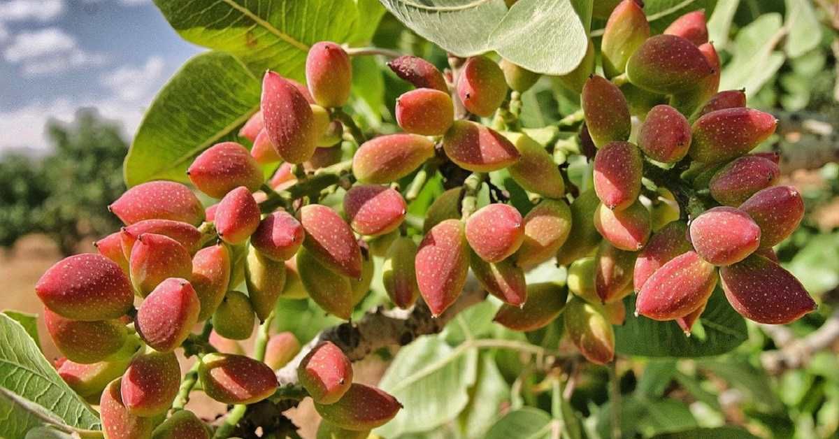 Bir avuç(20 gr) Şıho Antep fıstığı, yaklaşık 5 gr protein kaynağı ile bir kişinin günlük protein ihtiyacına katkıda bulunur. Protein, fıstığın toplam ağırlığının yaklaşık %21'ini oluşturur,